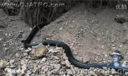 蛇视频动物世界,揭秘动物世界中的神秘蛇族